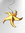 Sea Star